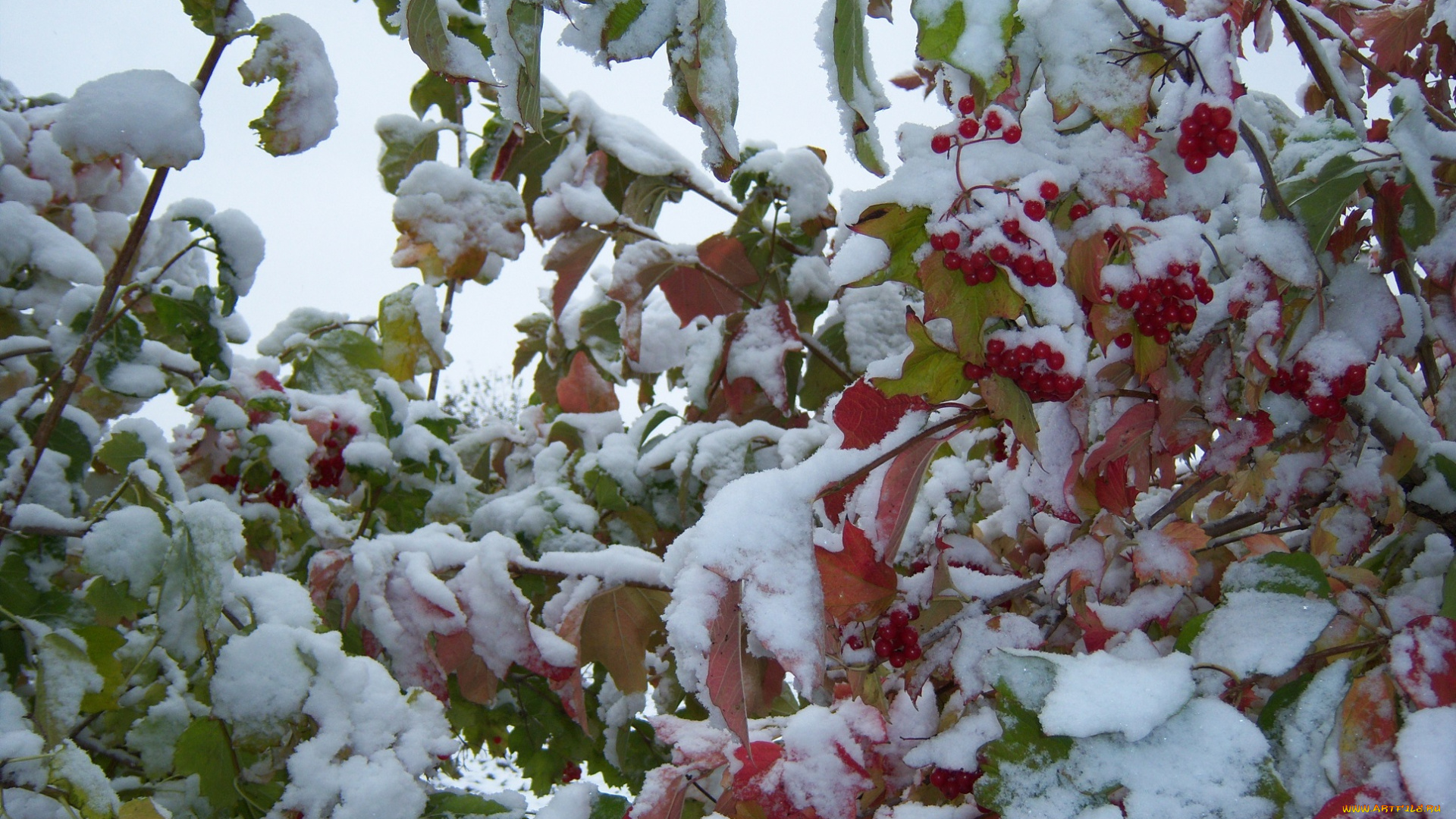 природа, Ягоды, калина, зима, снег