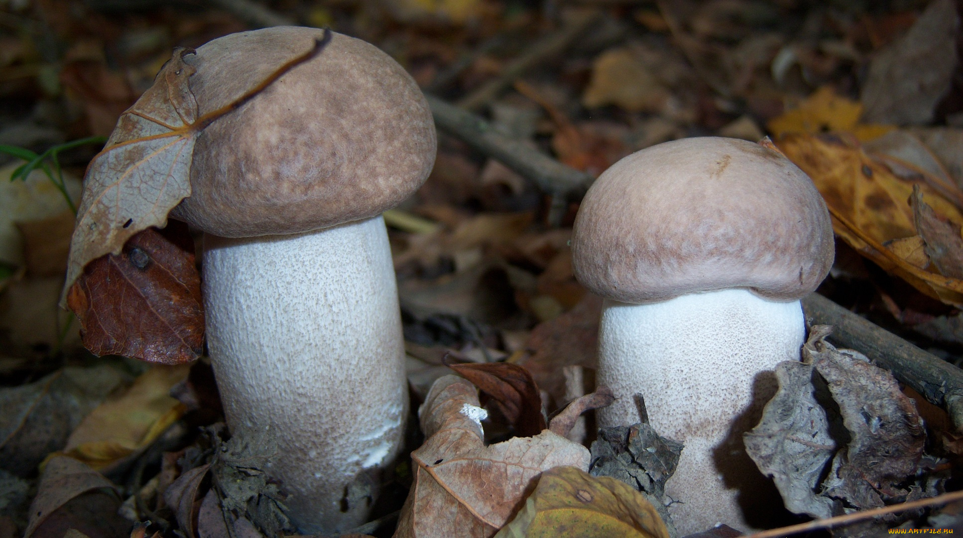 природа, грибы