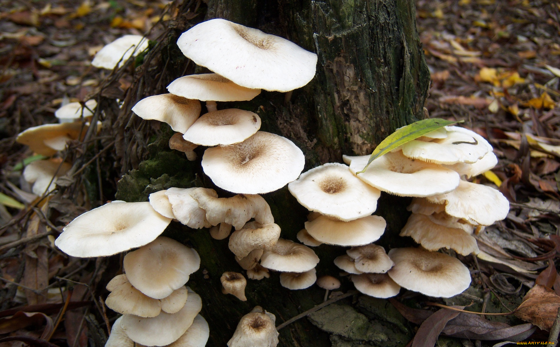 природа, грибы