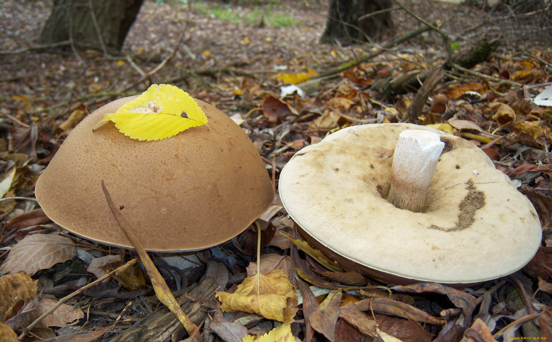 природа, грибы