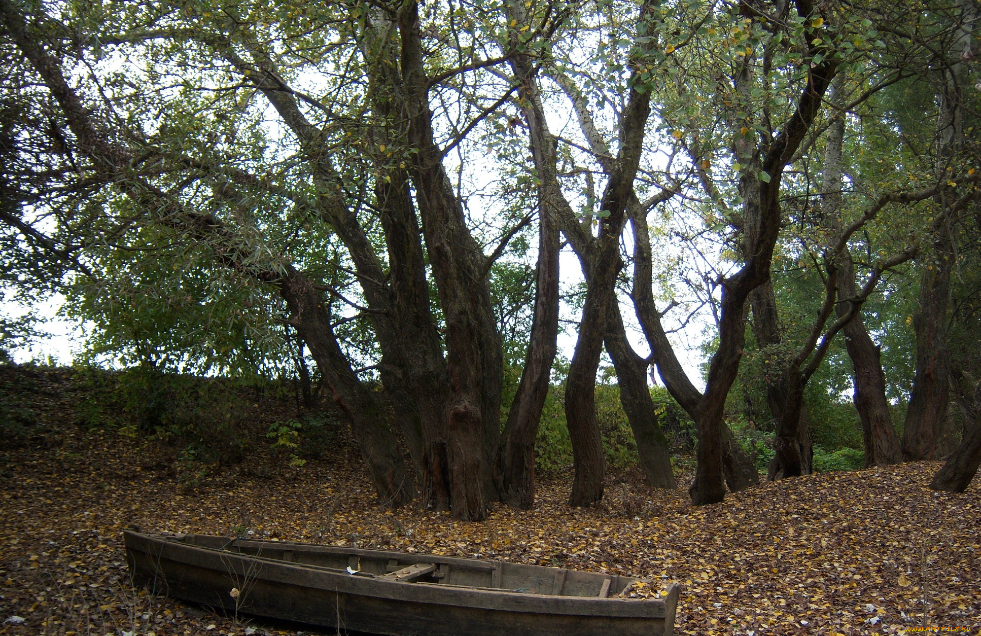 природа, деревья, пейзаж