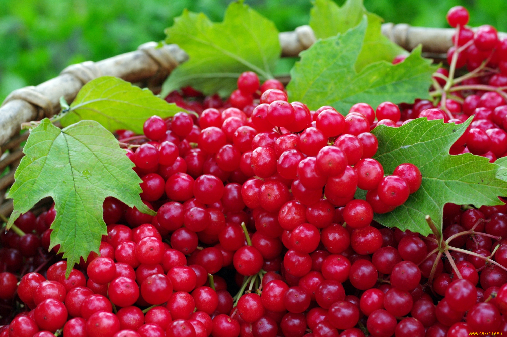 еда, калина