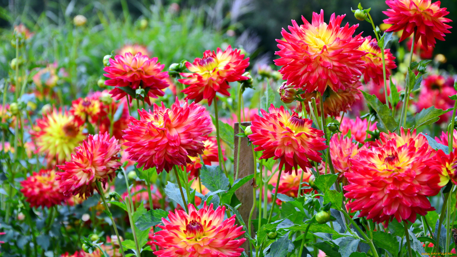 цветы, георгины, красные