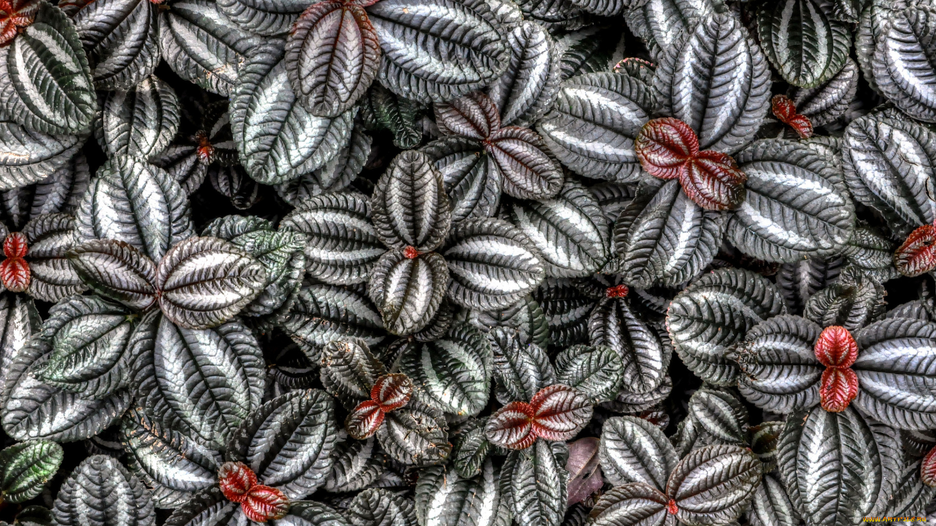 цветы, колеусы, , каладиумы, растение, колеус, блюме, природа, цвет, листья