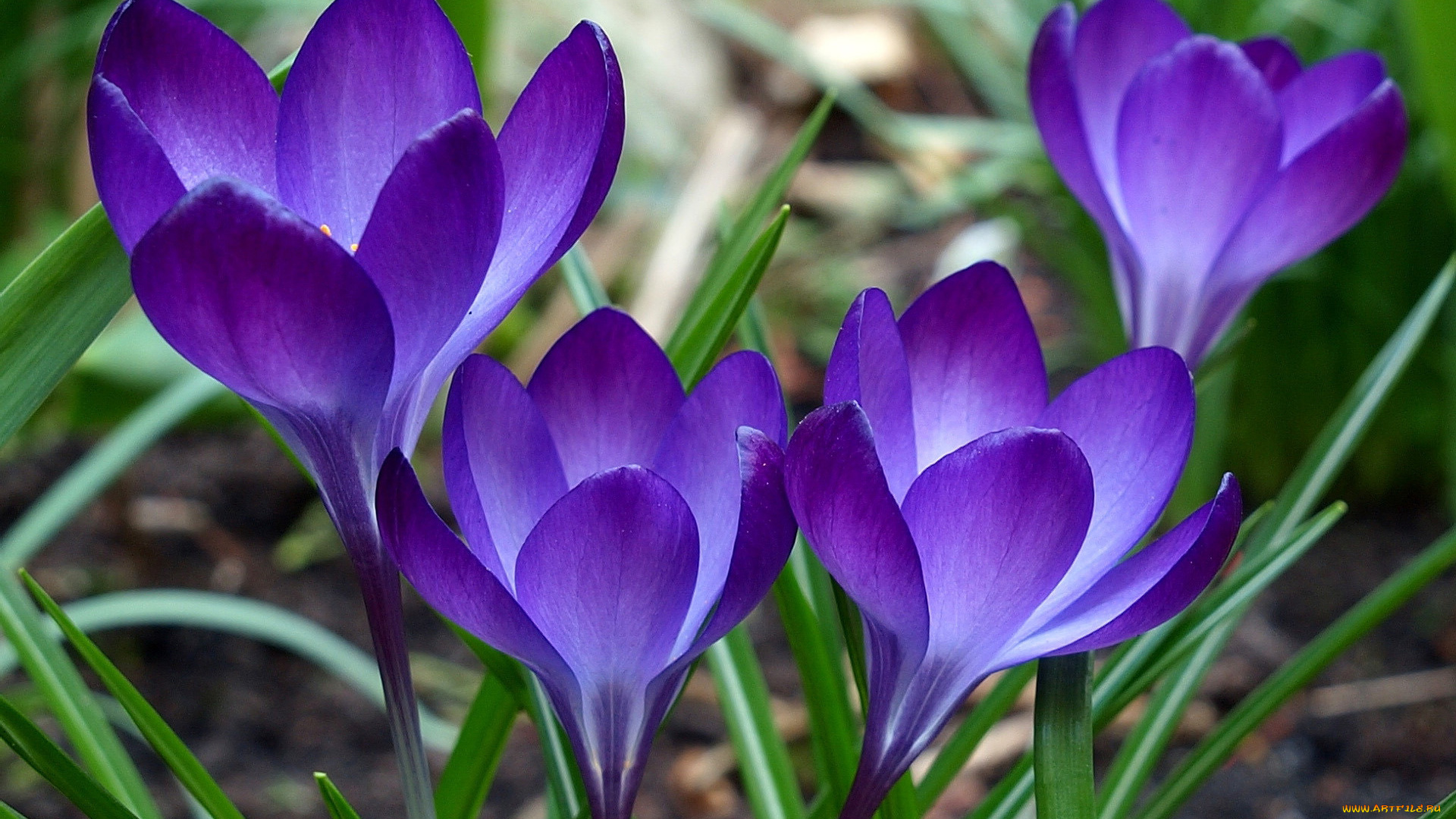 цветы, крокусы, трава, синие, бутоны