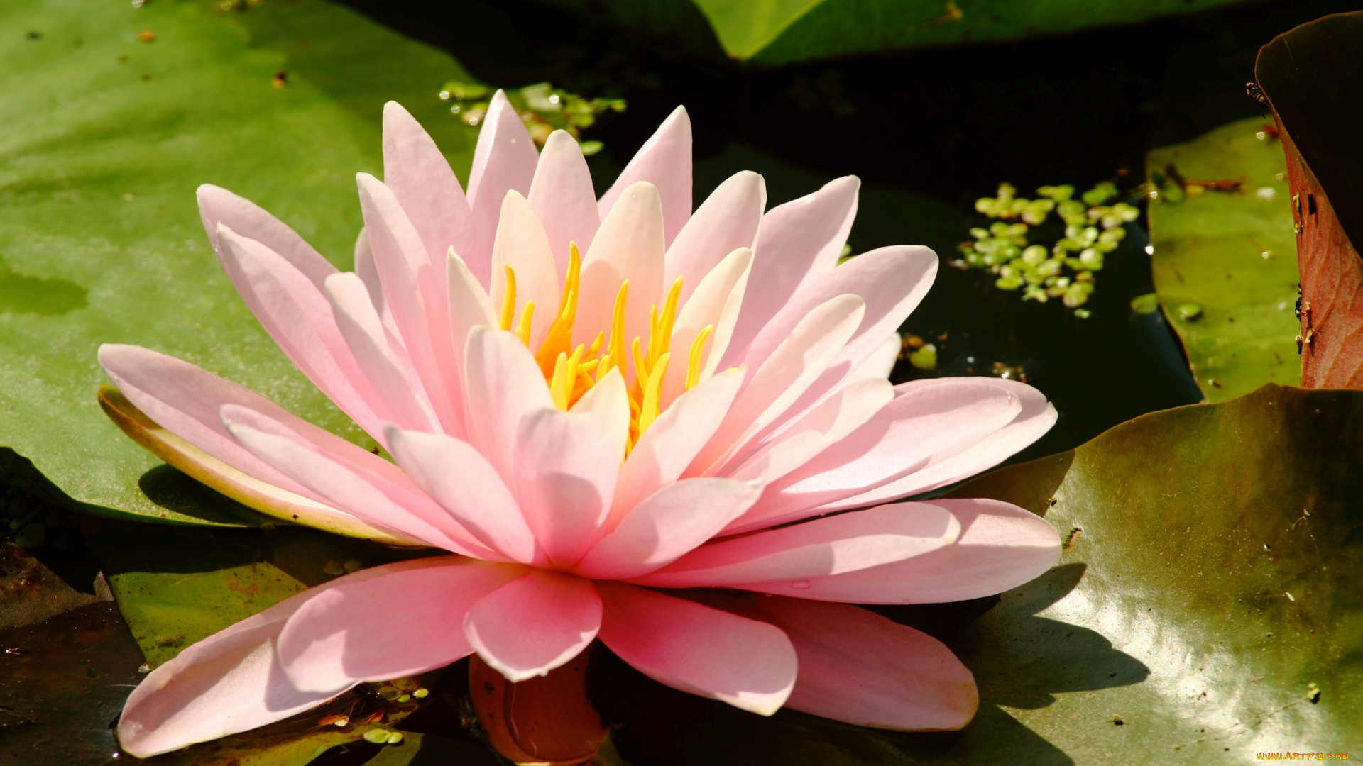 цветы, лилии, водяные, , нимфеи, , кувшинки, лепестки