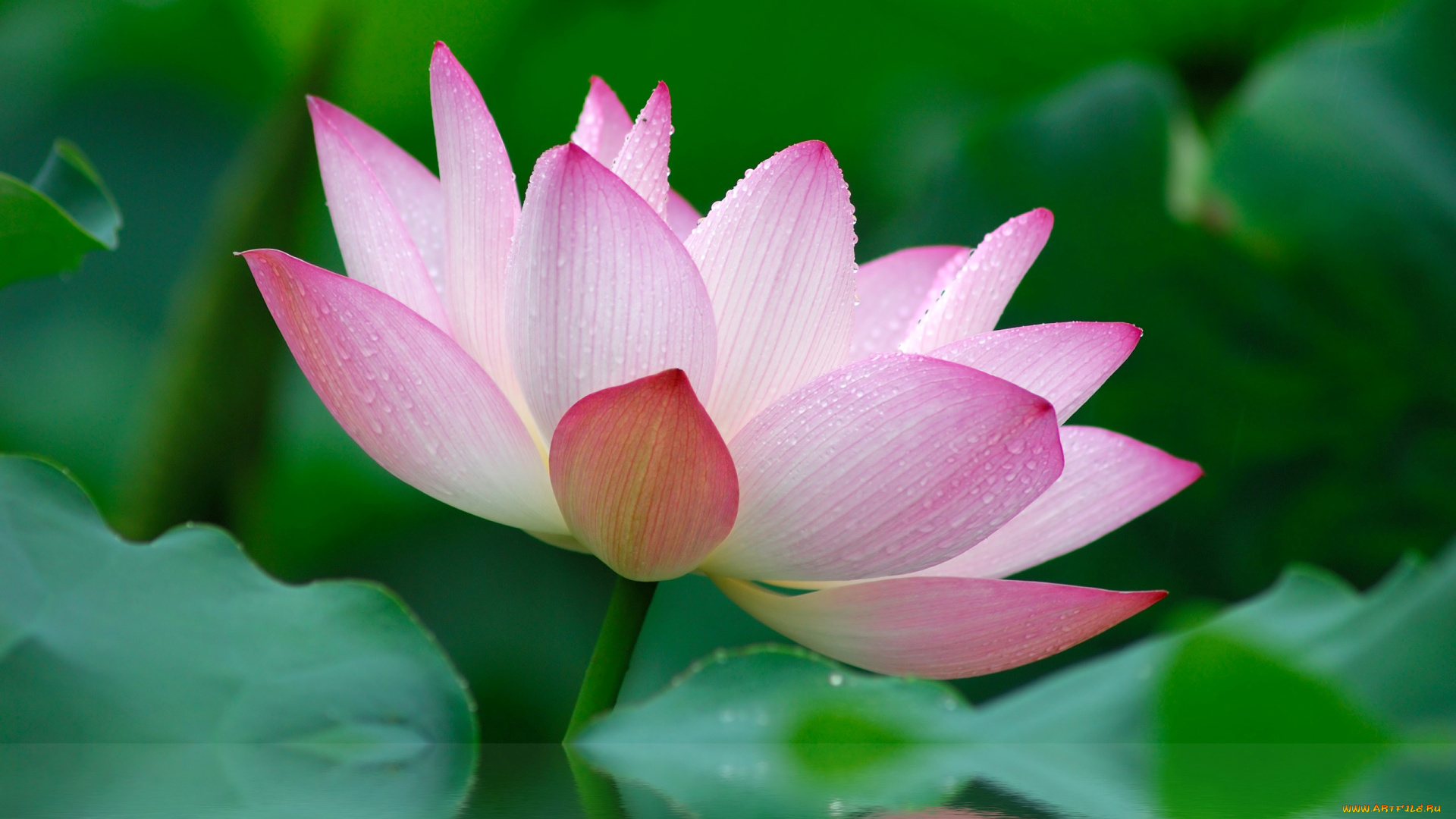 цветы, лотосы, лепестки