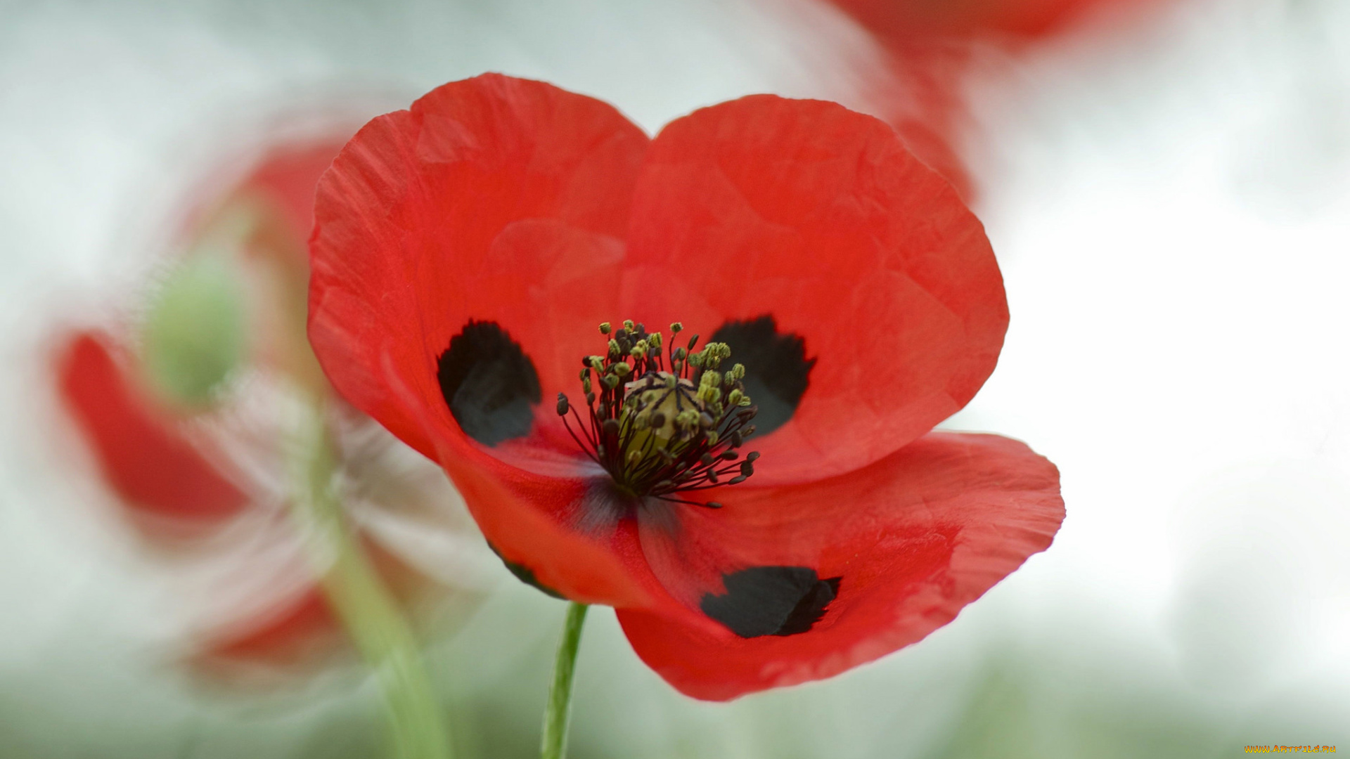 цветы, маки, природа, макро, лепестки, мак