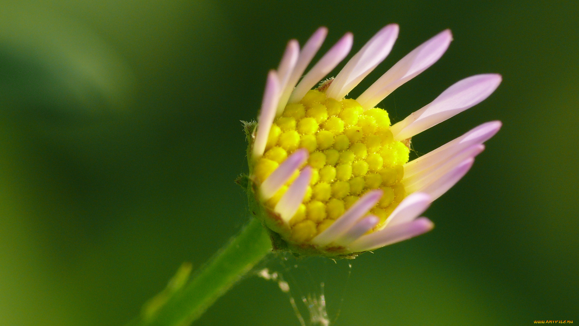 цветы, маргаритки, цветок, зелёный, фон, макро