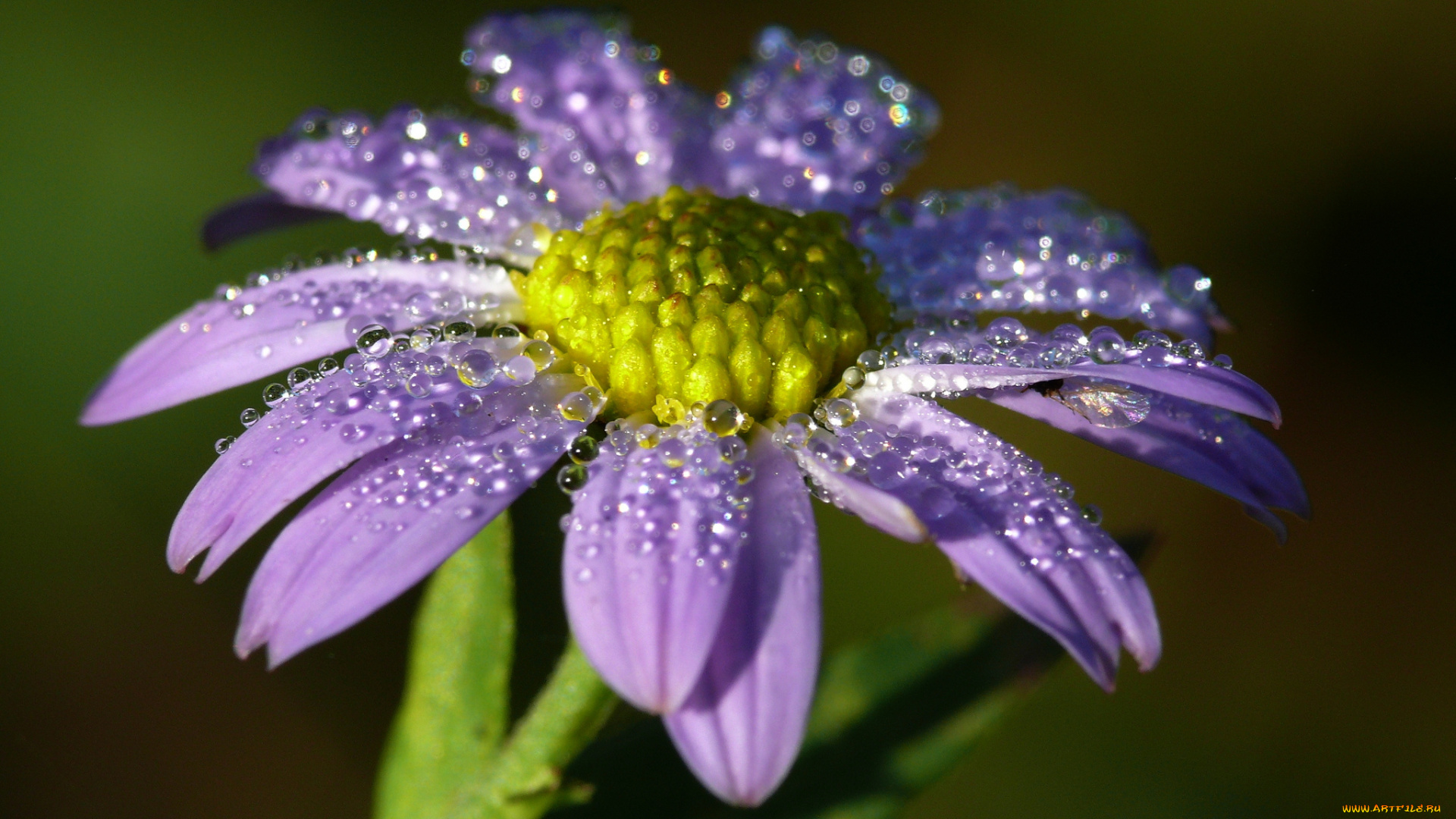 цветы, маргаритки, сиреневый, цветок, лепестки, капли, роса, утро