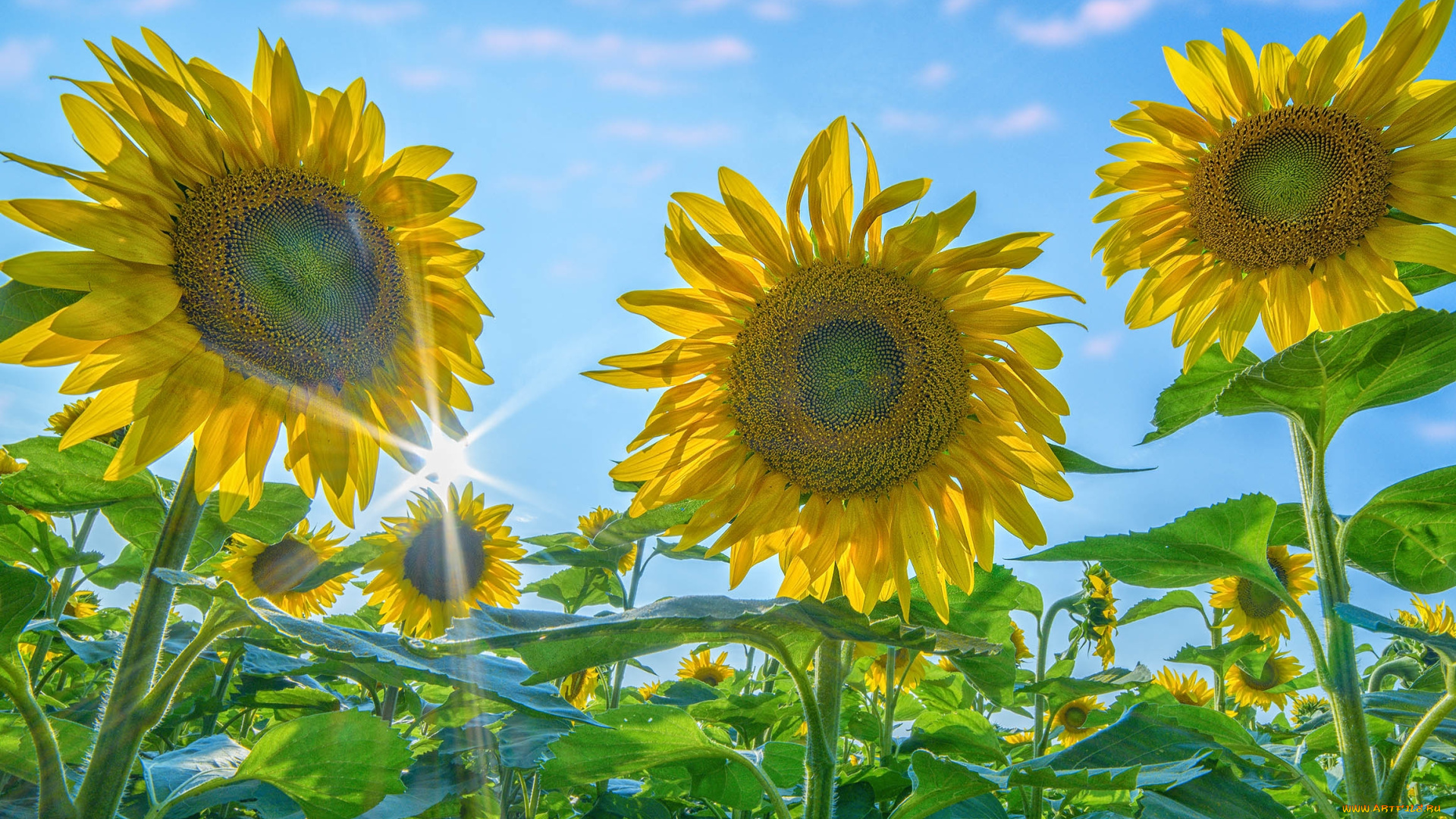 цветы, подсолнухи, лепестки, небо, листья