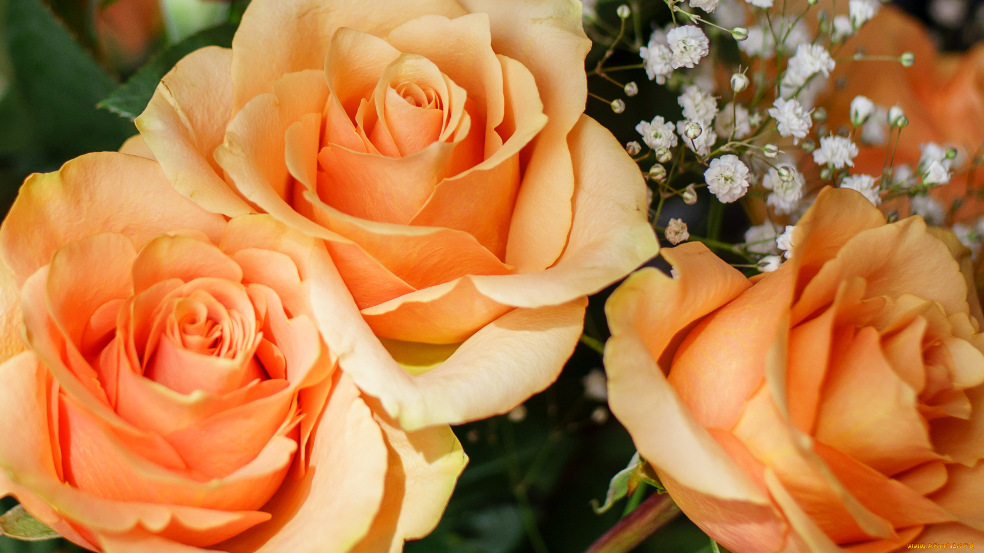 цветы, розы, кремовые