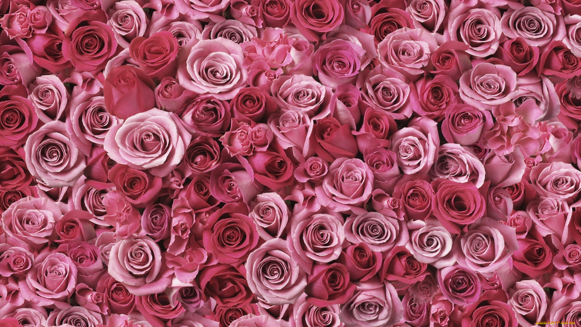 цветы, розы, россыпь, розовые
