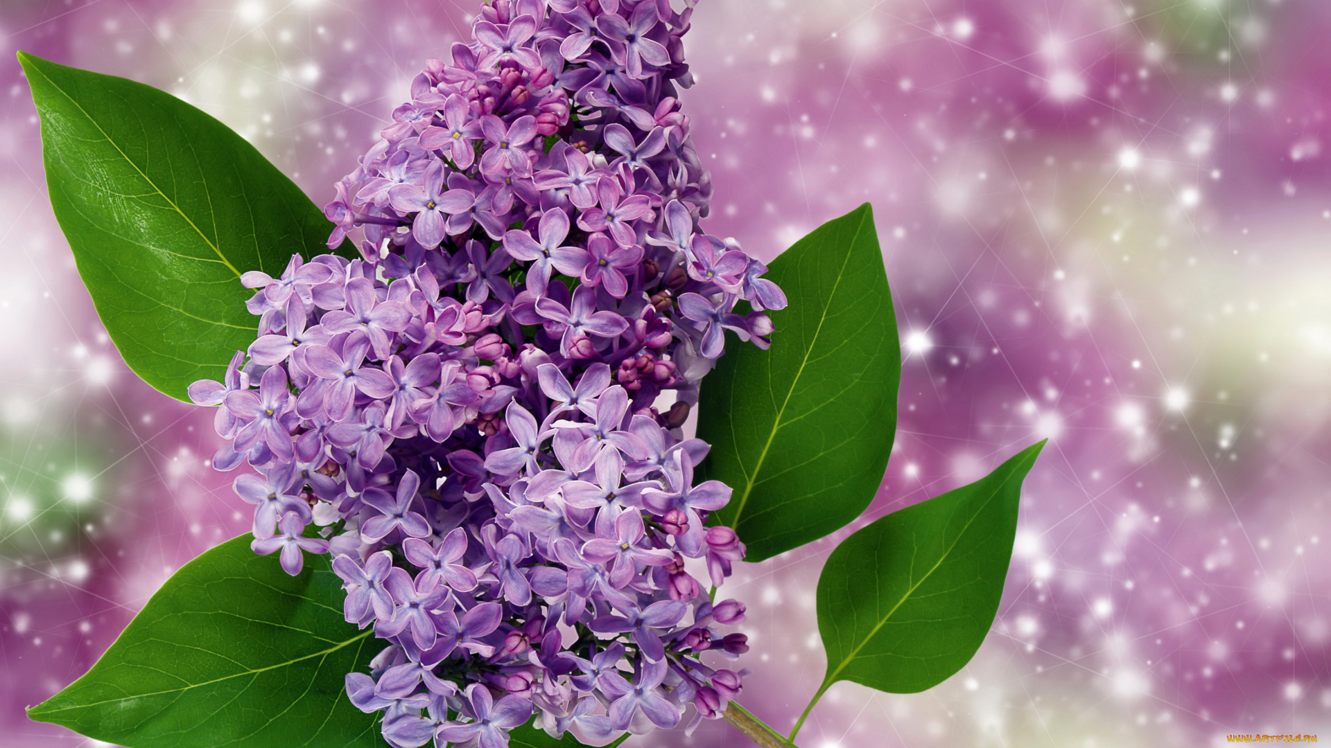 цветы, сирень, ветка