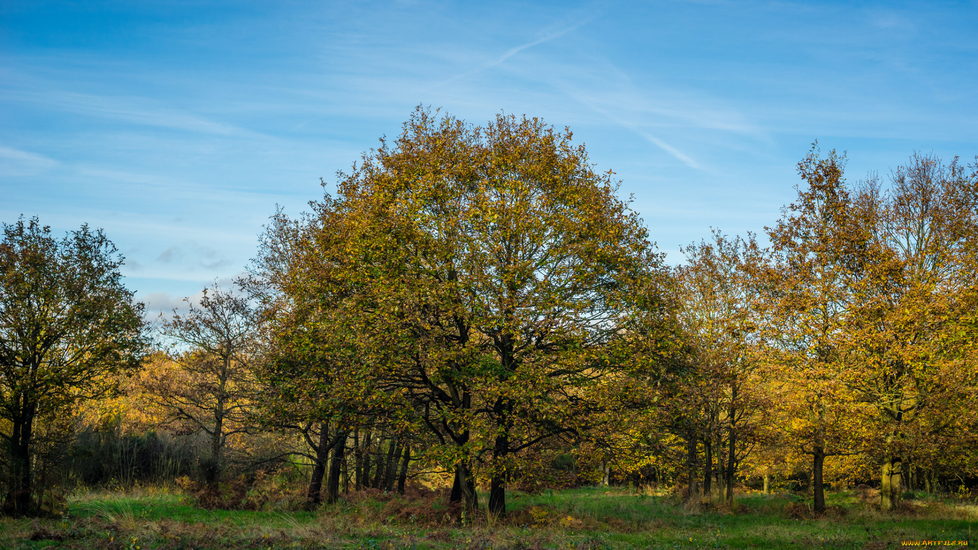 природа, деревья, дерево, поляна, лес