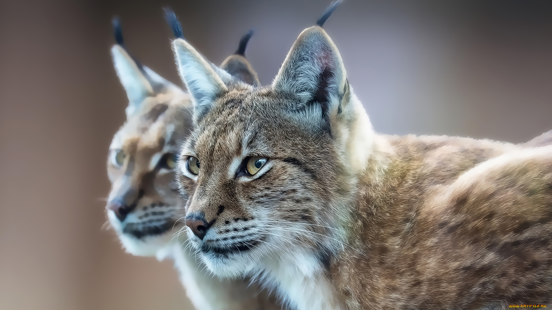 разное, компьютерный, дизайн, евразийская, рысь, хищник, взгляд, отражение