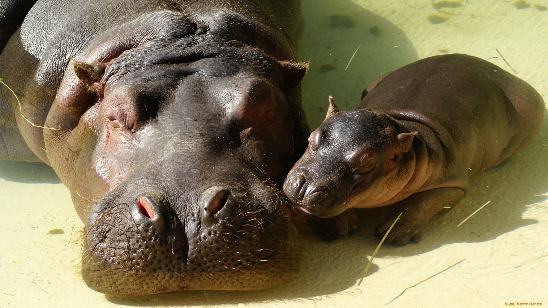 животные, бегемоты, малыш, бегемотиха