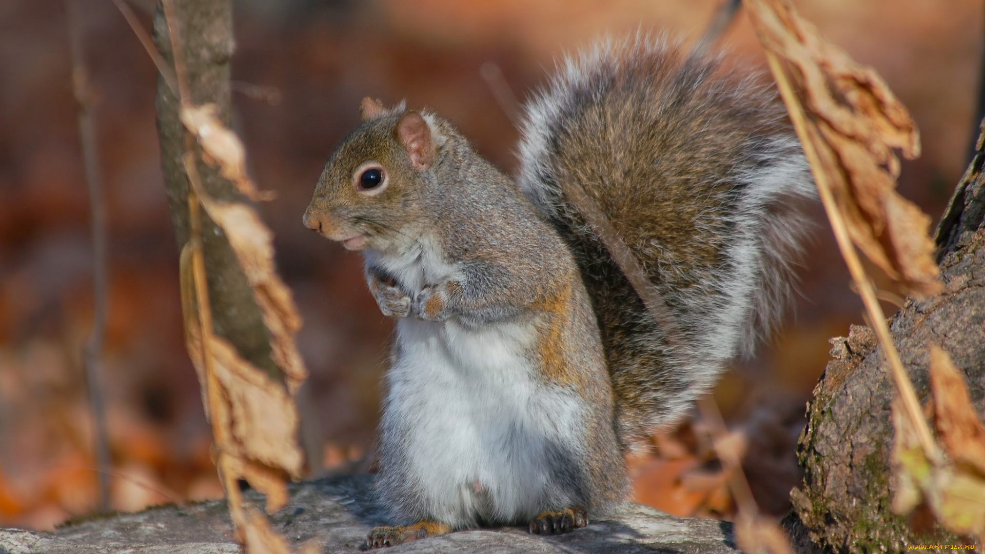 животные, белки, комбайн, поле