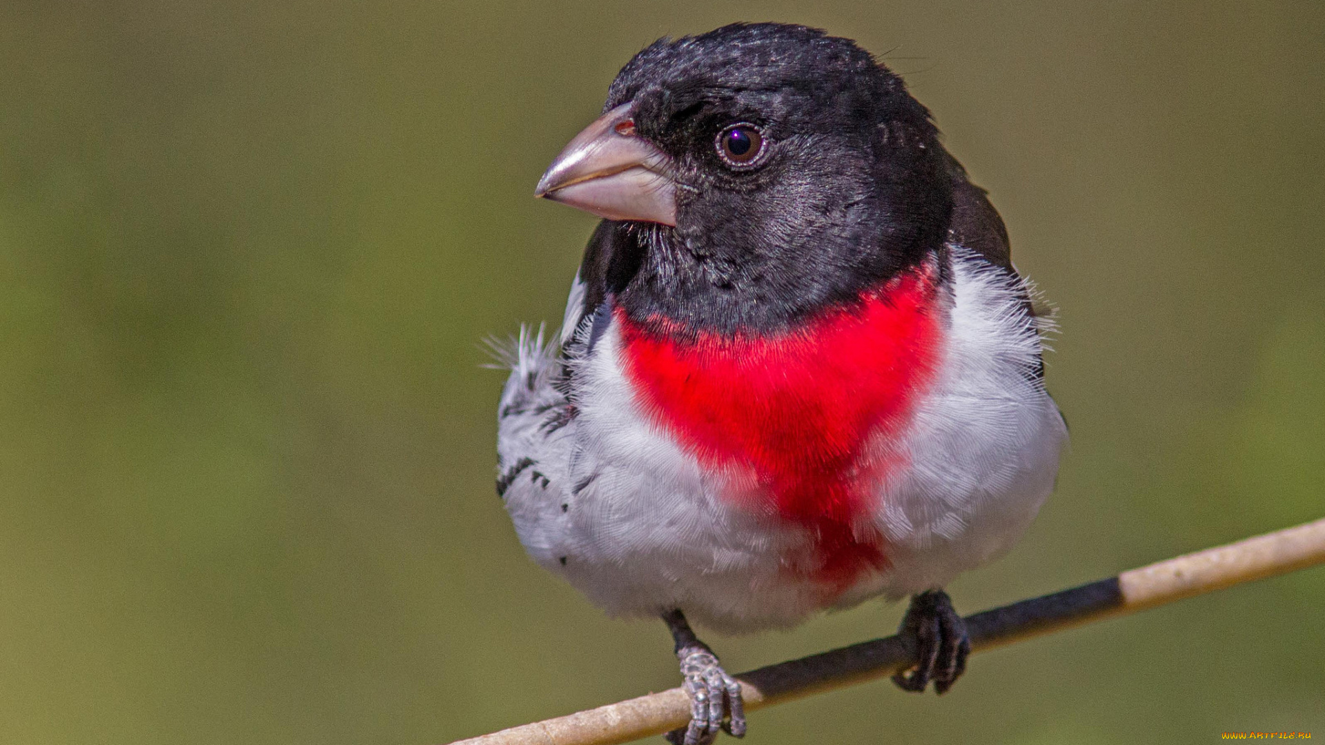 животные, кардиналы, птица, клюв, ветка, цвет, перья