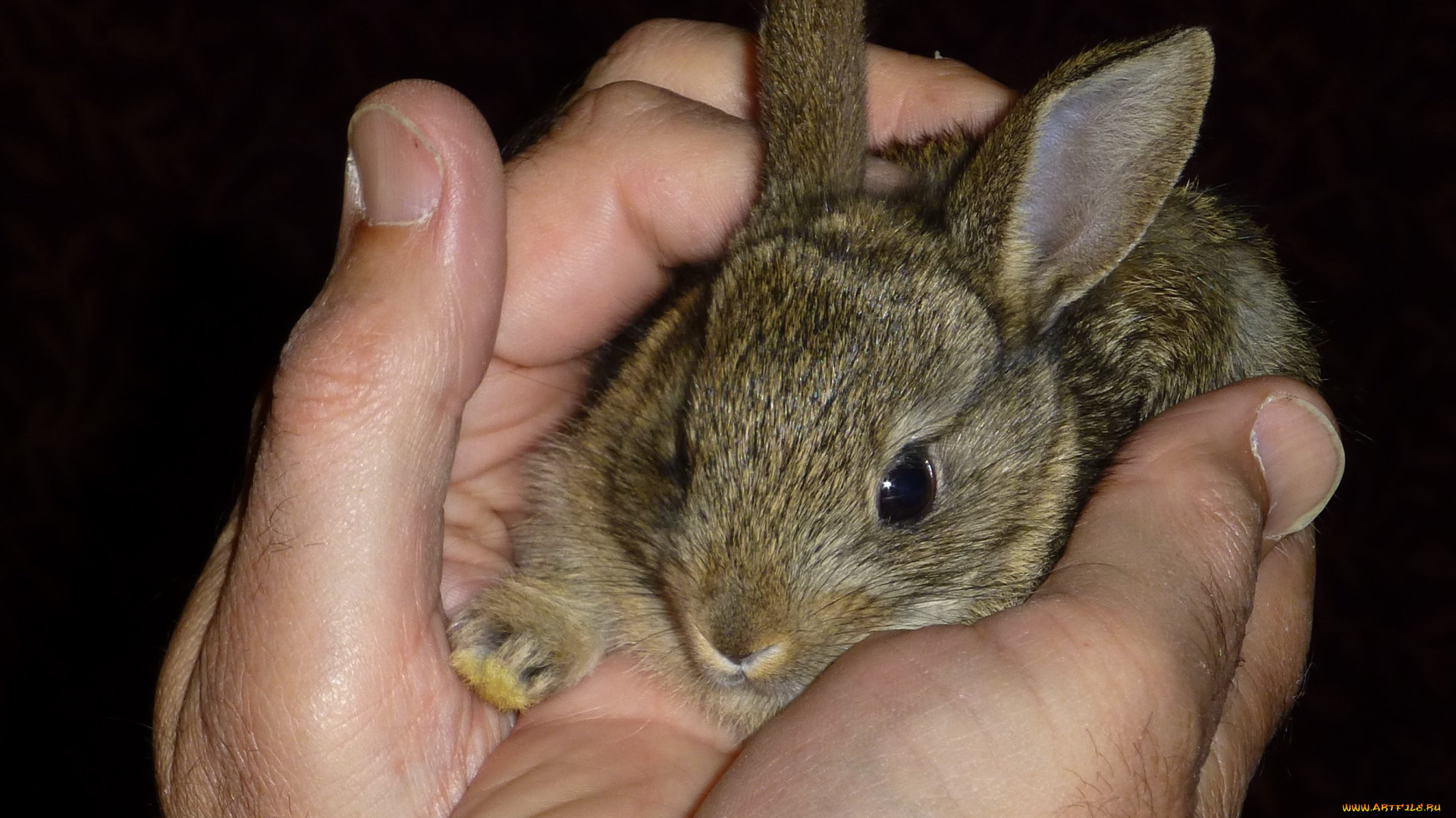 животные, кролики, , зайцы, крольчонок