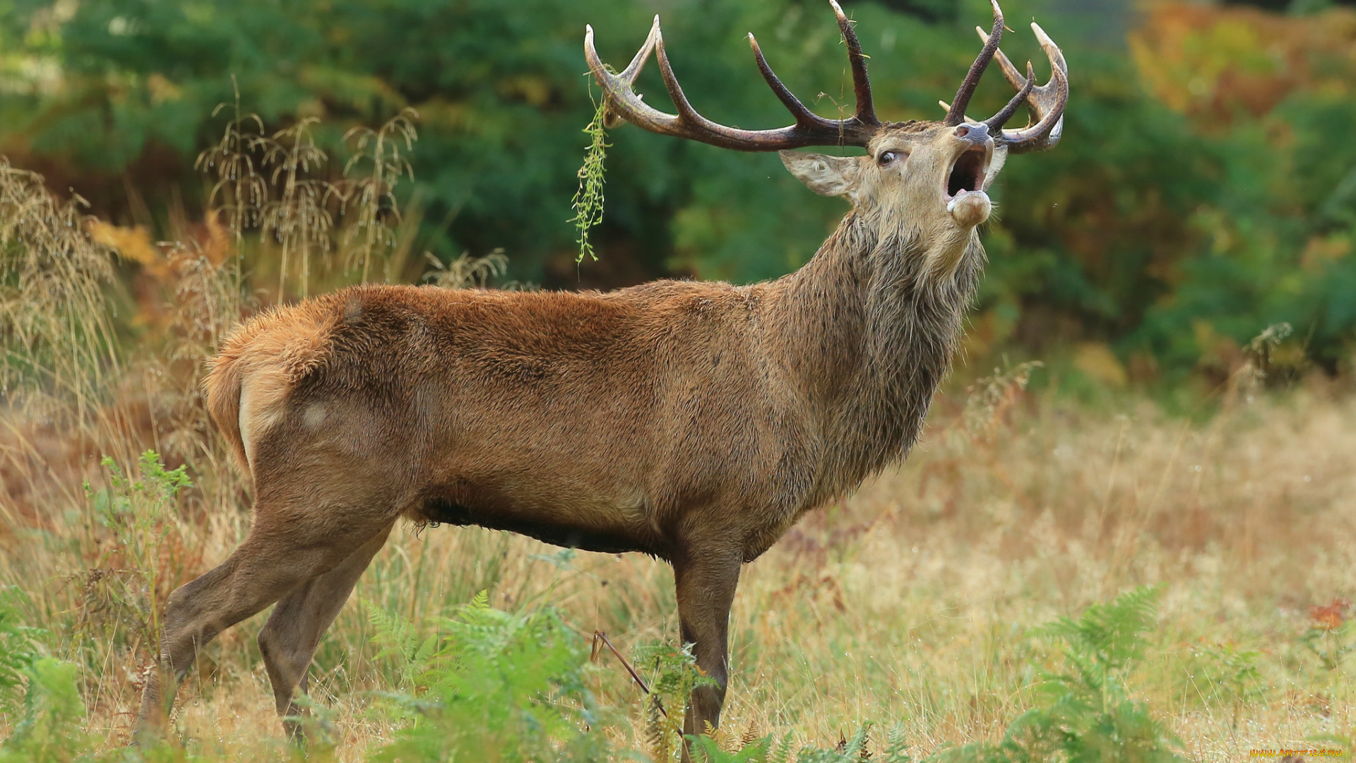 животные, олени, рога, олень