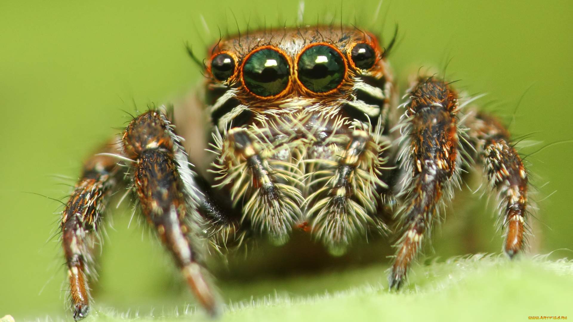 животные, пауки, макросъемка, глаза, паук