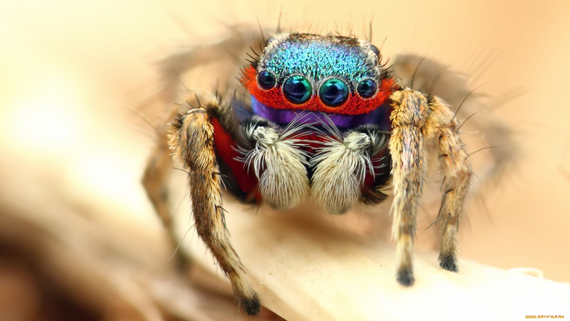 животные, пауки, макросъемка, глаза, паук