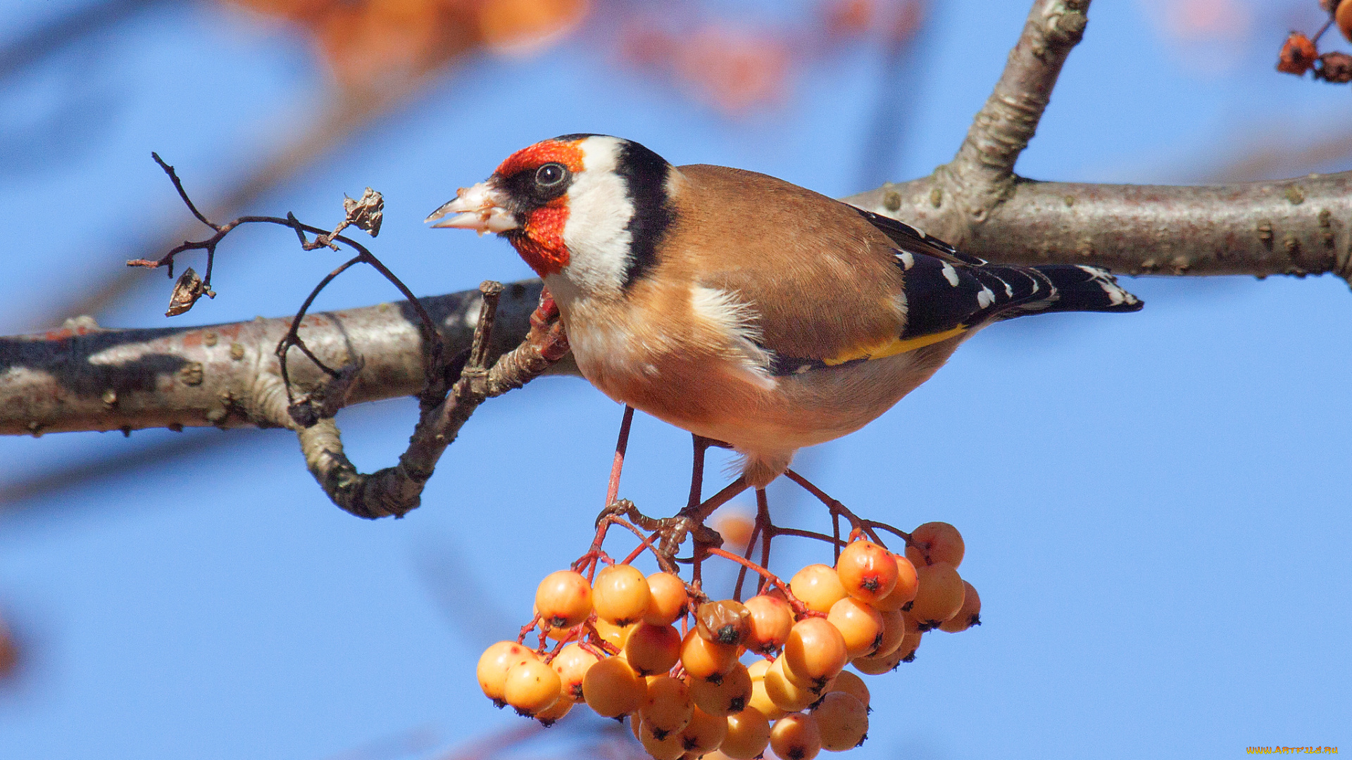 животные, птицы, птичка