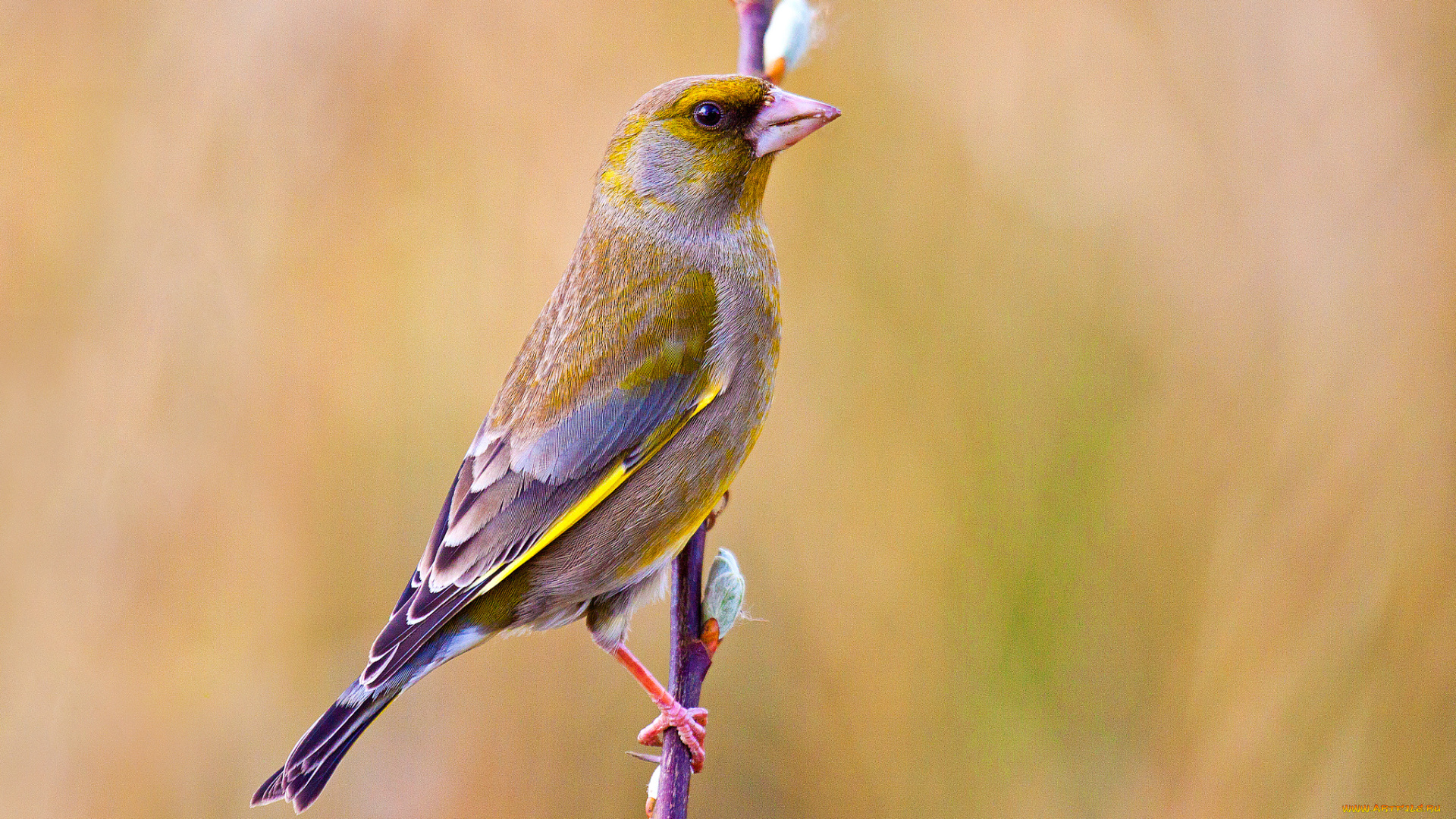 животные, птицы, птичка