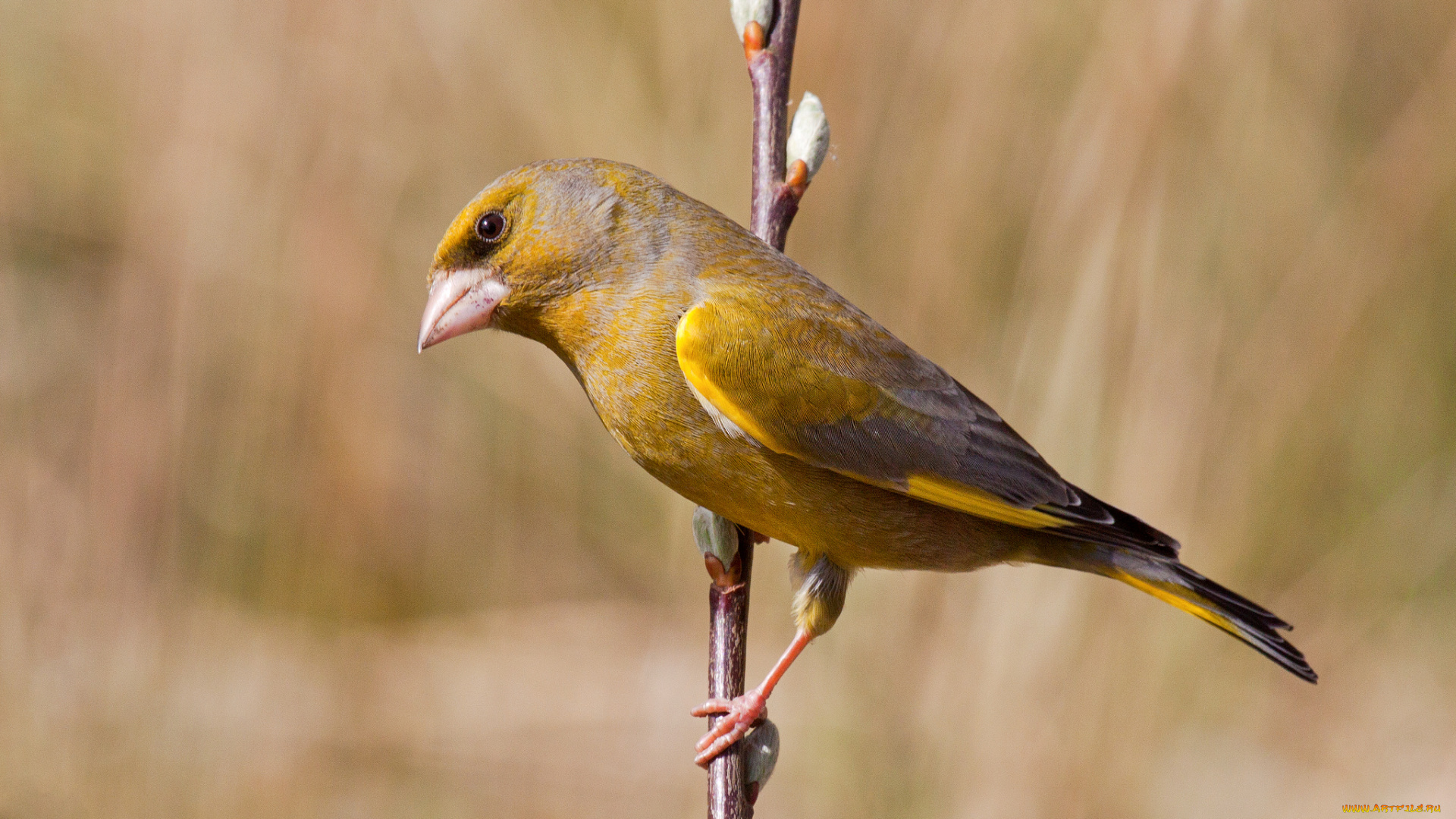 животные, птицы, птичка
