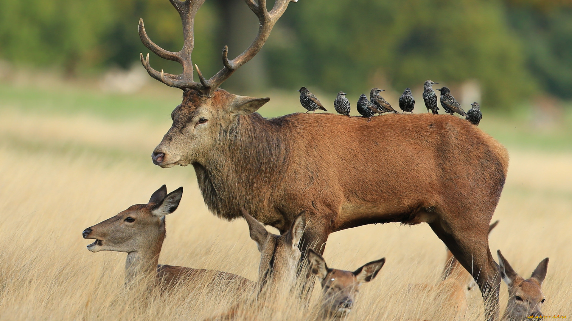 животные, разные, вместе, рога, олень