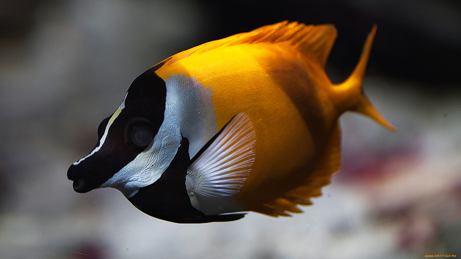 животные, рыбы, море, вода, рыба, цвет