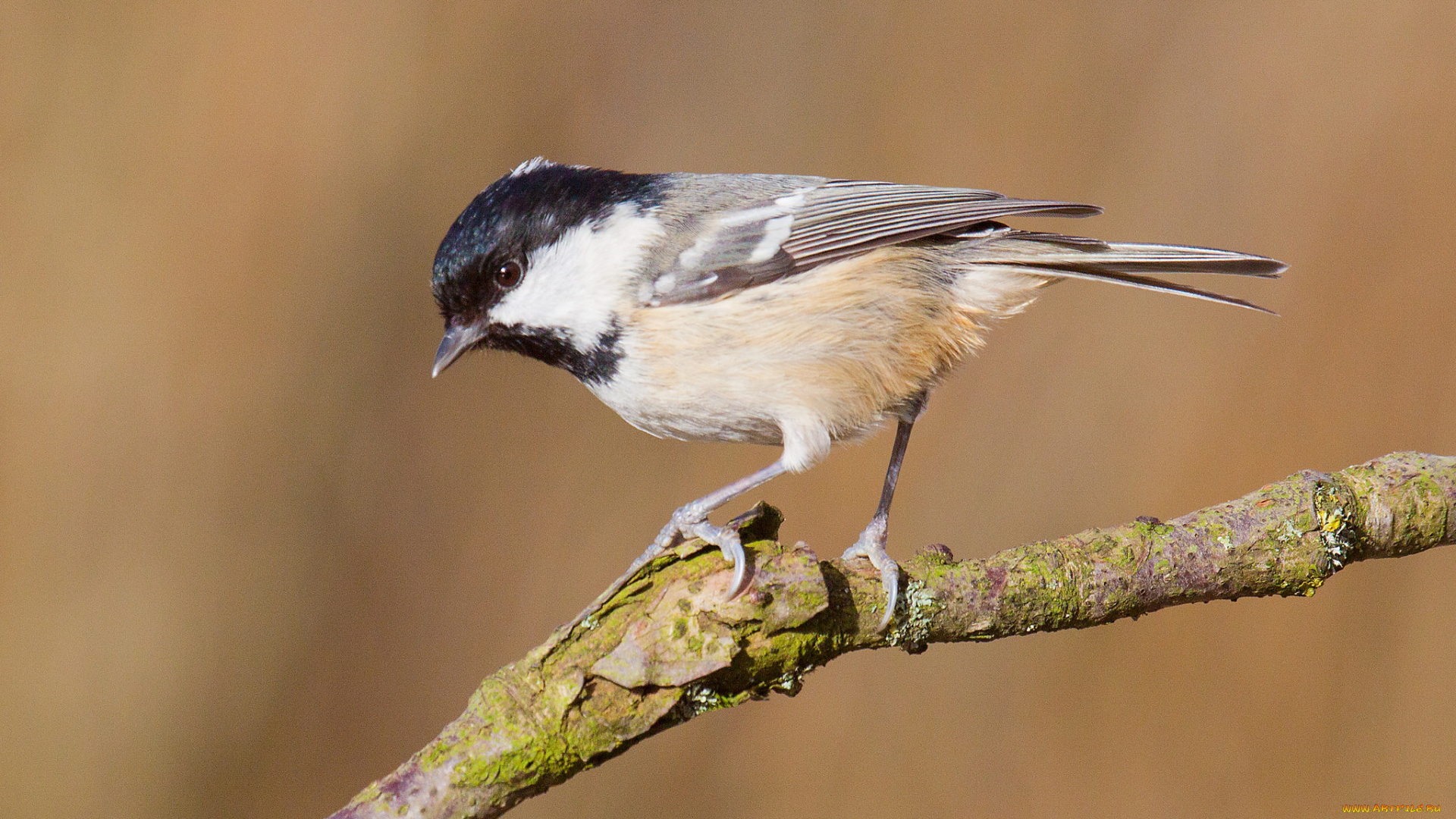 животные, синицы, , лазоревки, птичка