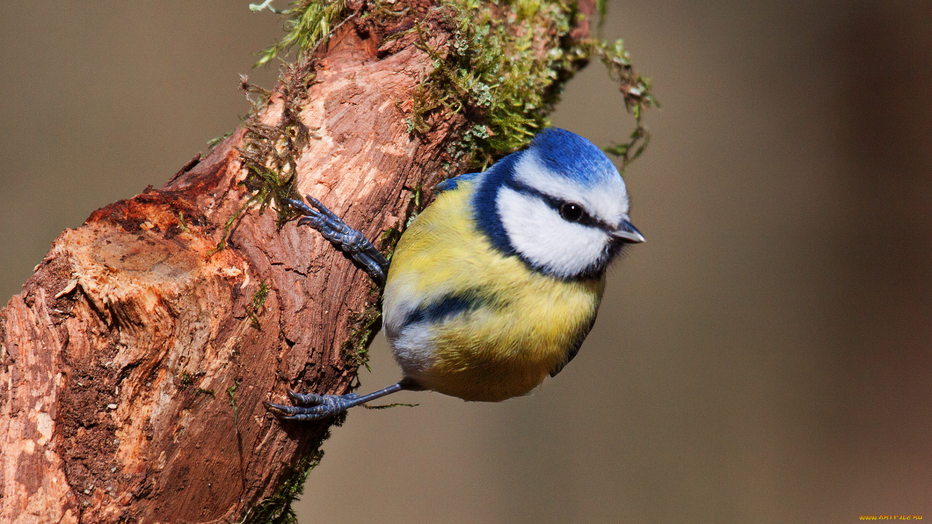 животные, синицы, , лазоревки, птичка
