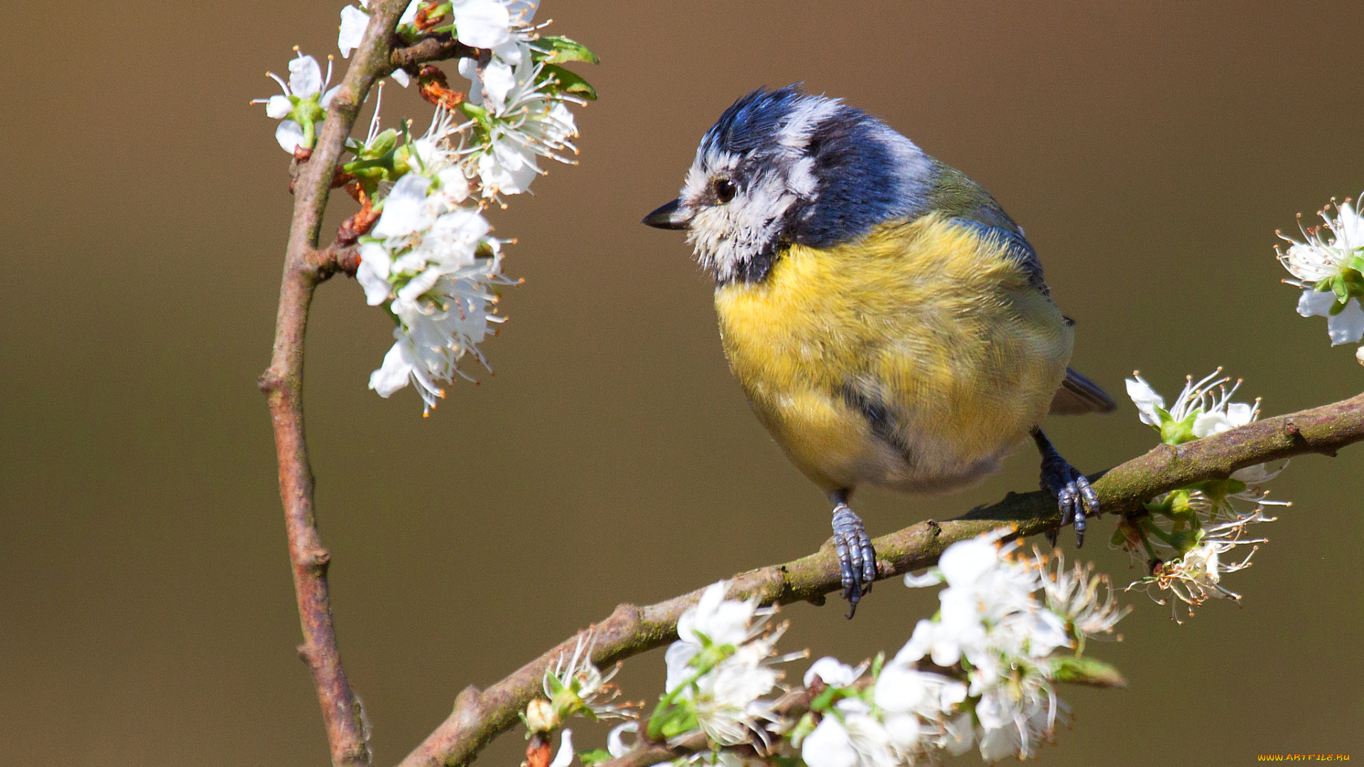 животные, синицы, , лазоревки, птичка