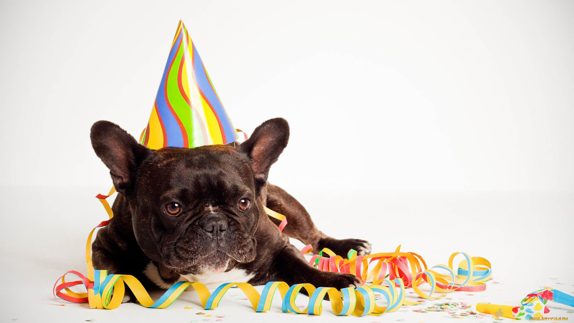 животные, собаки, серпантин, собака, взгляд, друг