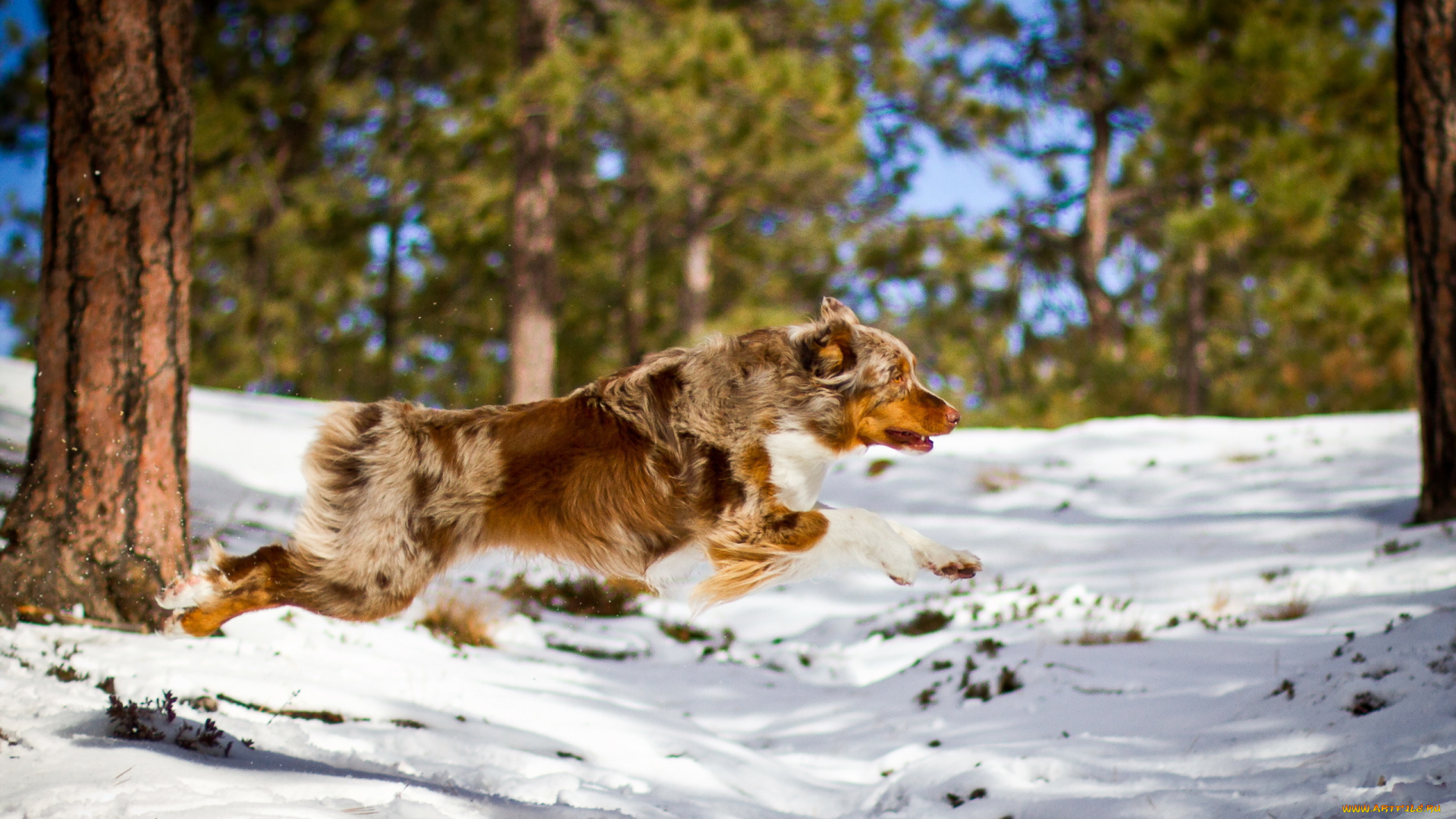 животные, собаки, снег, собака, лес, бег