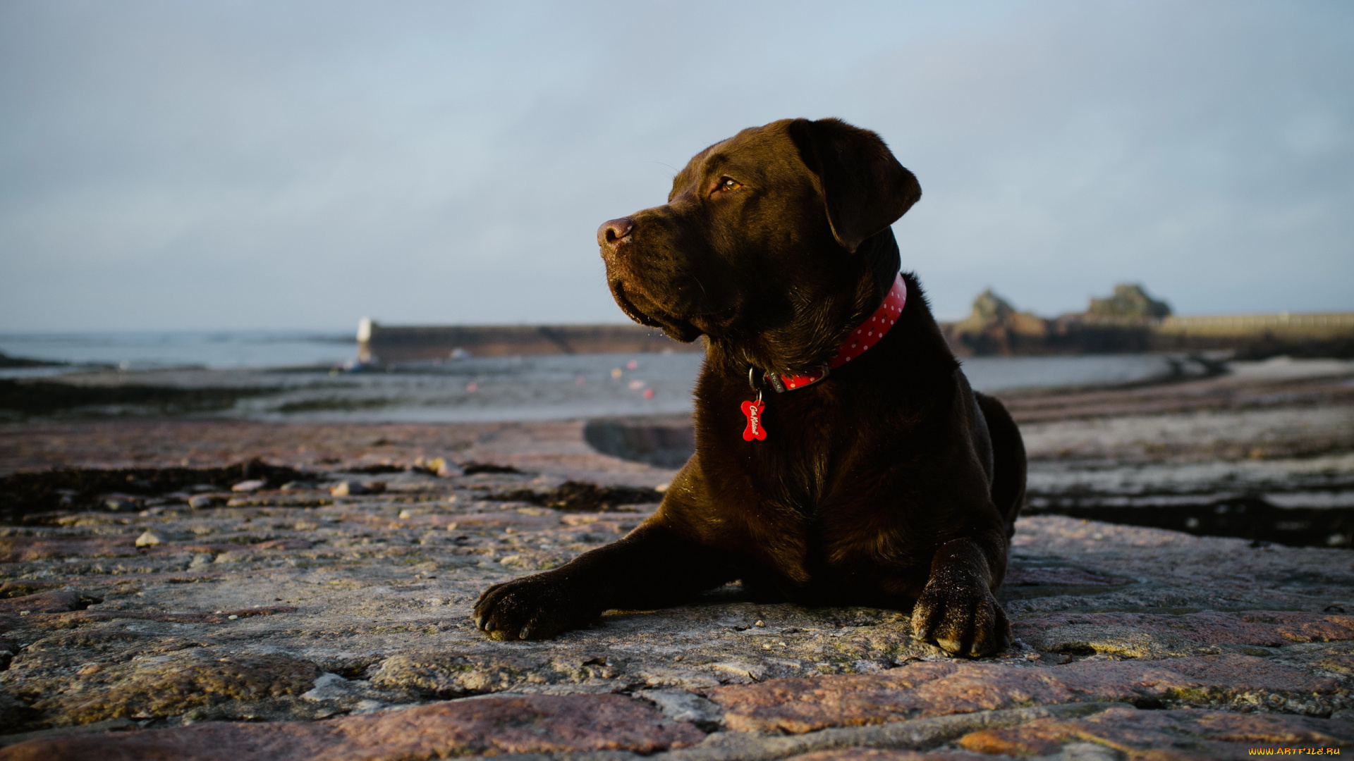 животные, собаки, собака, друг, взгляд