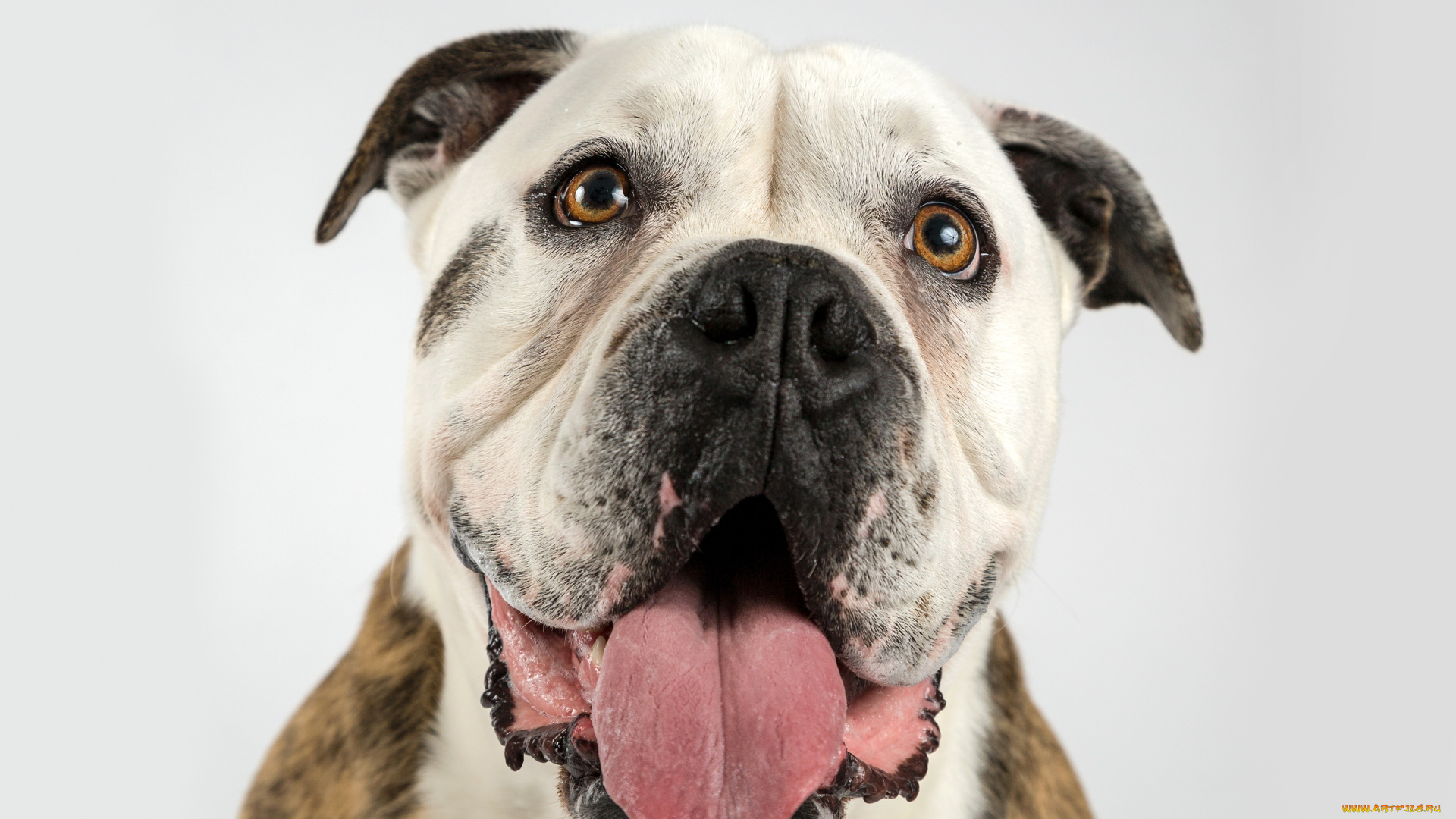 животные, собаки, взгляд, бульдог, собака