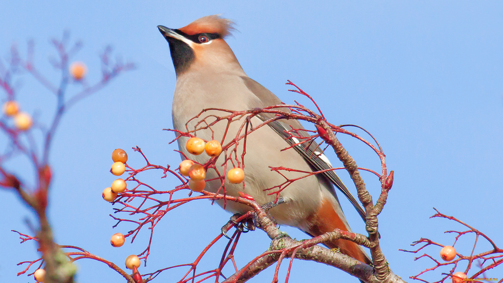 животные, свиристели, птичка