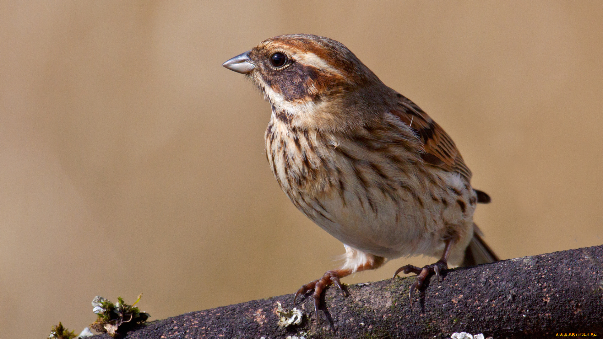 животные, воробьи, птичка