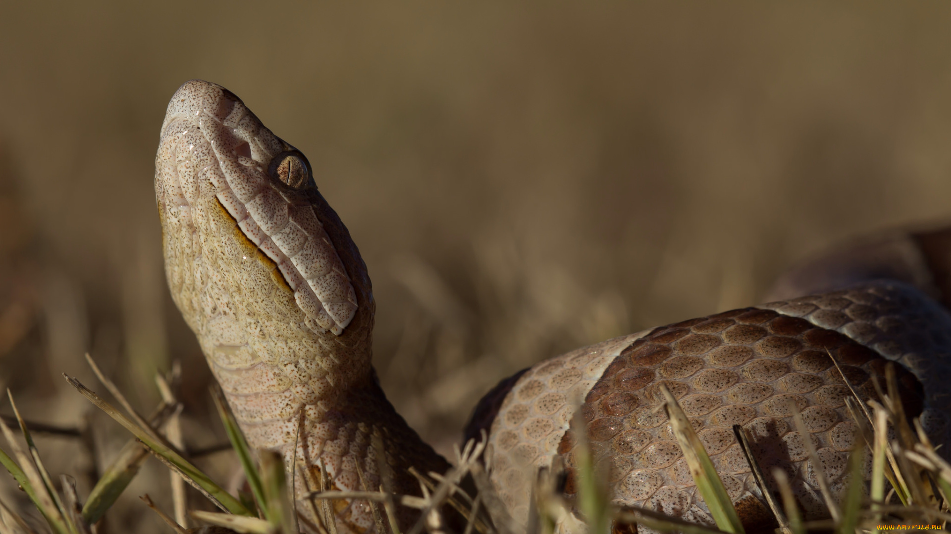 животные, змеи, , питоны, , кобры, змея, голова