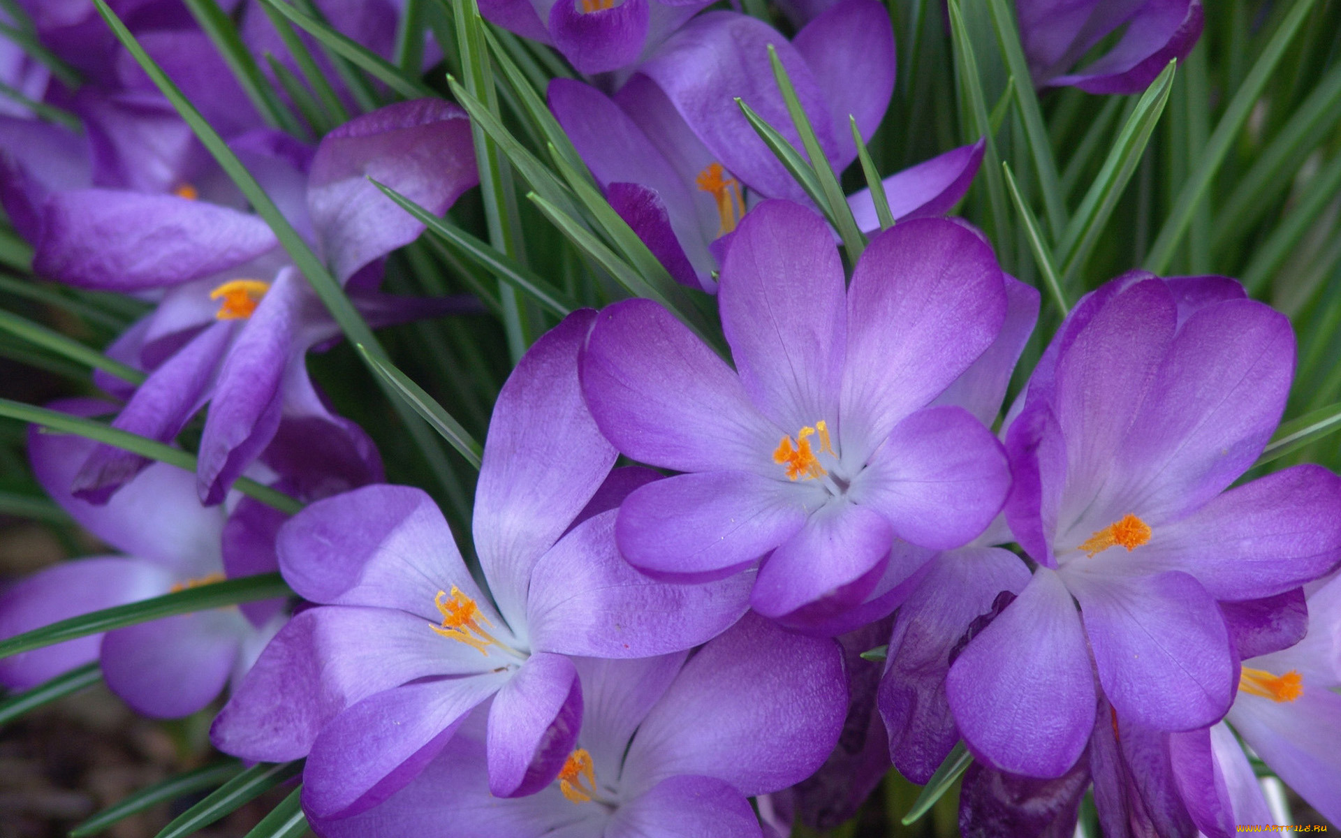цветы, крокусы, трава, синие, бутоны