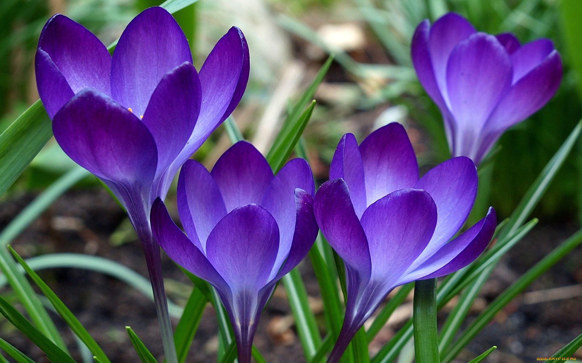 цветы, крокусы, трава, синие, бутоны