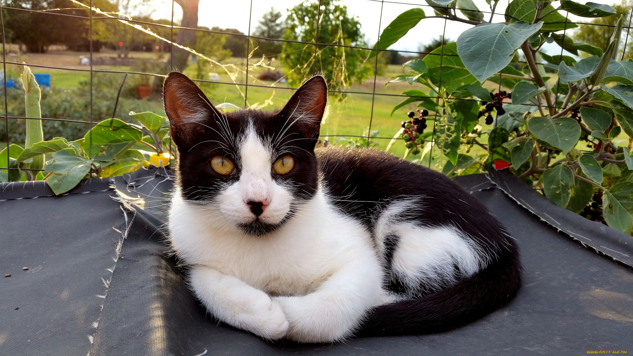 животные, коты, взгляд, кот