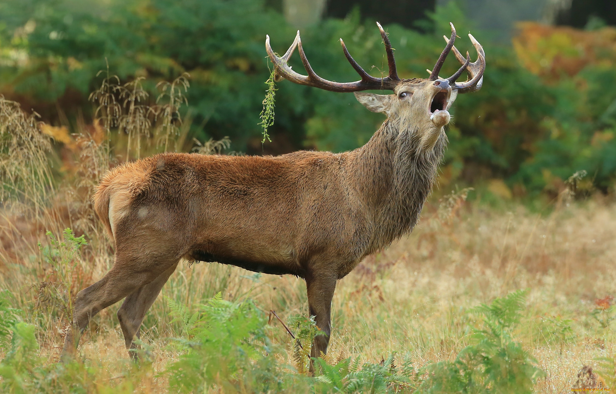 животные, олени, рога, олень