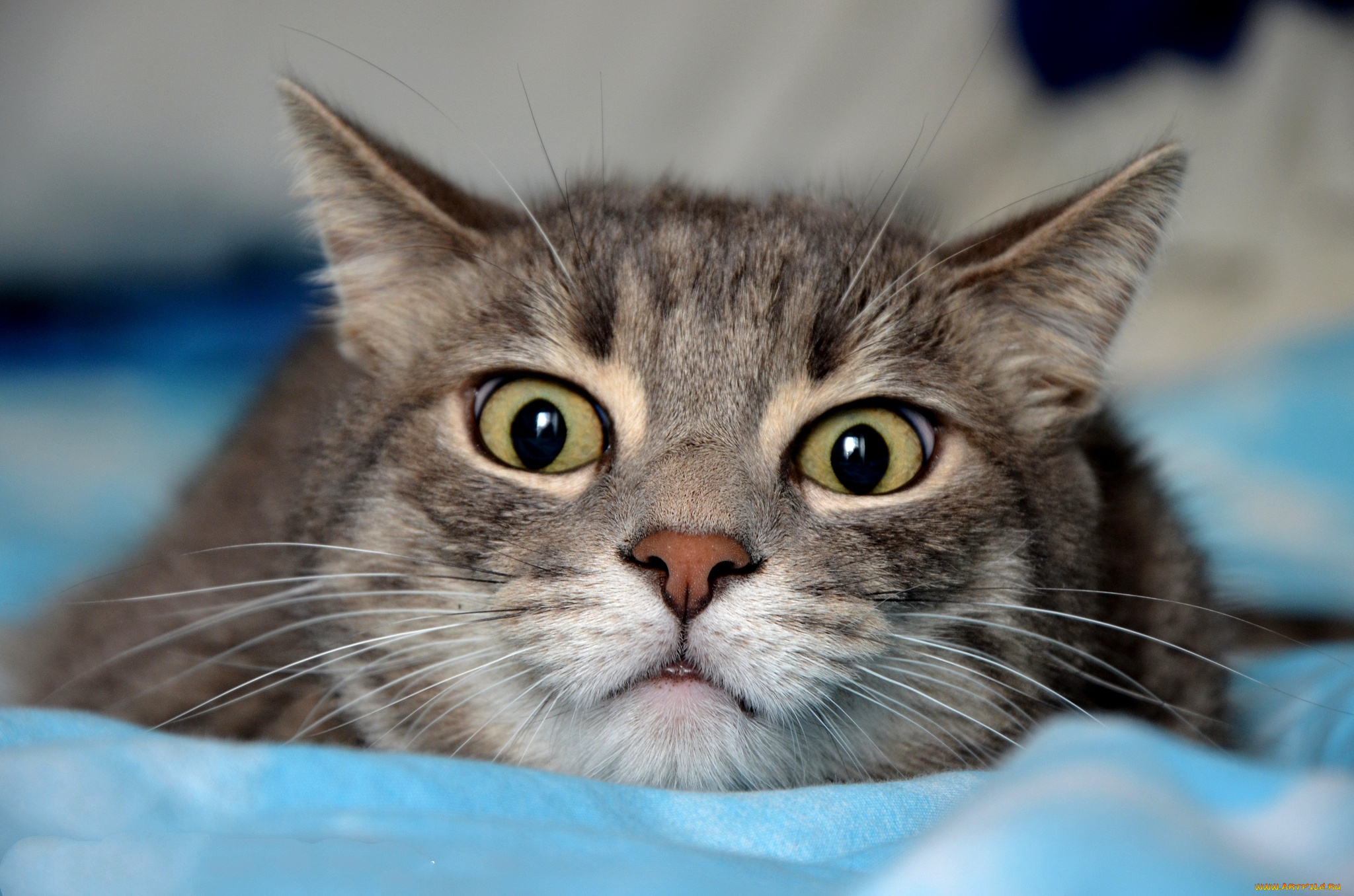 животные, коты, кот, взгляд