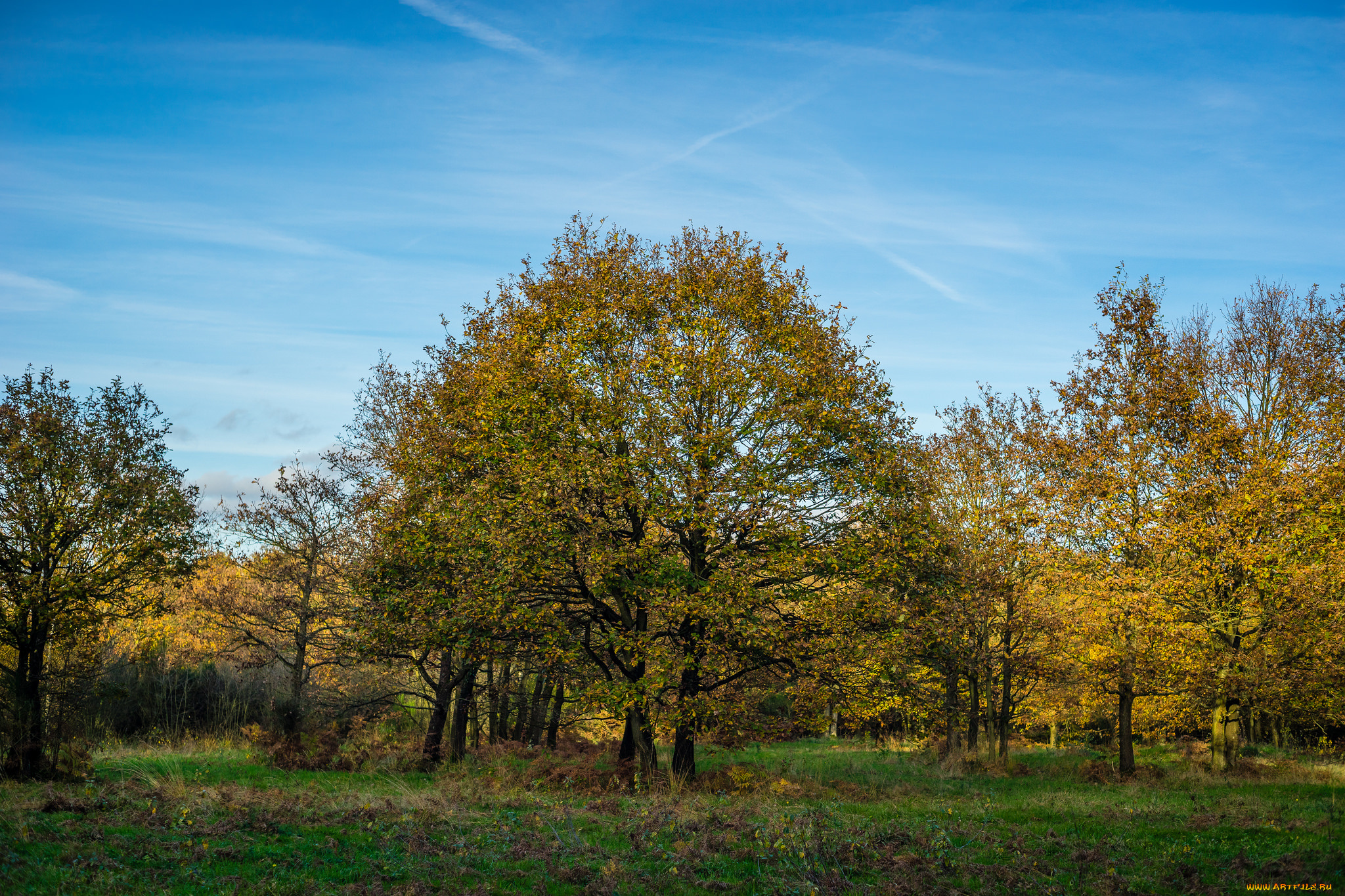 природа, деревья, дерево, поляна, лес