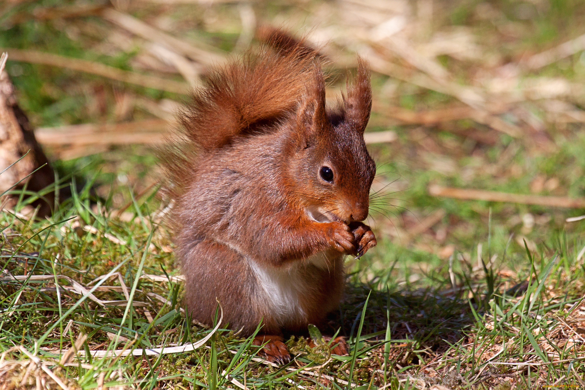 животные, белки, комбайн, поле