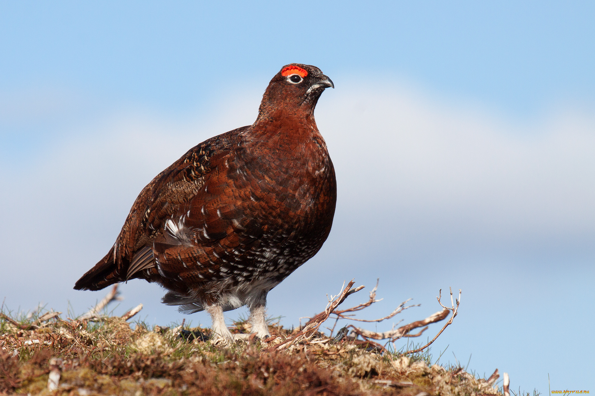 животные, глухари, , тетерева, птичка